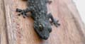 Oktober: Gecko am Fensterrahmen