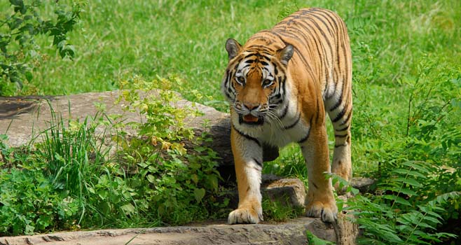 Sibirischer Tiger