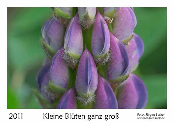 00__Deckblatt__10d_DSC_7093_Lupine