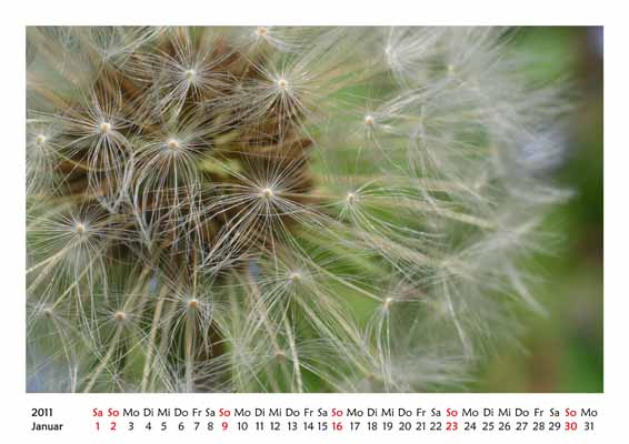 01__Januar__10d_DSC_6498_Loewenzahn