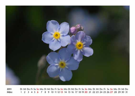 03__Maerz__10d_DSC_6926_Vergissmeinnicht