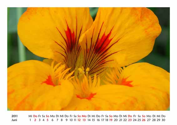 06__Juni__10d_DSC_1236_Kapuzinerkresse