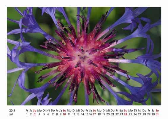 07__Juli__10d_DSC_6773_Kornblume