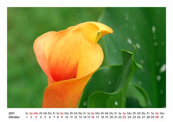 10__Oktober__10d_DSC_8223_Kalla