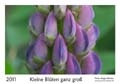 00__Deckblatt__10d_DSC_7093_Lupine