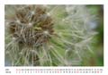 01__Januar__10d_DSC_6498_Loewenzahn