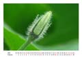 02__Februar__10d_DSC_0054_Kuerbis_Knospe