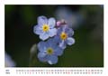 03__Maerz__10d_DSC_6926_Vergissmeinnicht