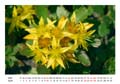 04__April__10d_DSC_7188_Gelbe_Blume_Vorgarten
