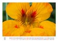 06__Juni__10d_DSC_1236_Kapuzinerkresse