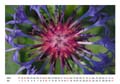 07__Juli__10d_DSC_6773_Kornblume