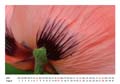 08__August__10d_DSC_7849_Mohn