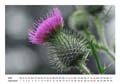 09__September__10d_DSC_8374_Distel