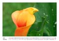 10__Oktober__10d_DSC_8223_Kalla