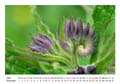 12__Dezember__10d_DSC_6463_Beinwell