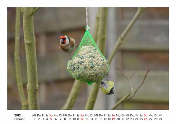 02__Februar__10d_DSC_4772_Stieglitz