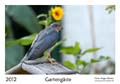 00__Deckblatt__10d__DSC3486_Sperber
