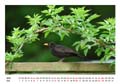 05__Mai__10d_DSB_4719_Amsel