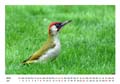 07__Juli__10d_DSB_5324_Gruenspecht