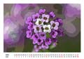 06__Juni__10d__DSC1886_Steinkraut
