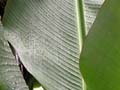 Bananenblätter im Regen