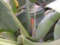 Am Schluss schiebt sich die Riesenblüte aus der Bananenpflanze 