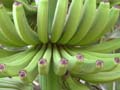Bananen an der Staude