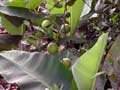 Noch grüne Orangen zwischen den Bananen